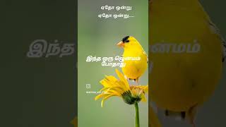 Vennilavai poovai vaipene💞✨vennilavai tamilsongs love [upl. by Fortunia878]