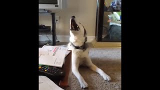 Screaming Husky is Confused [upl. by Udell]