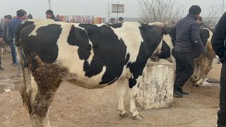 Beshariq mol bozori sigirlar Va ġunajinlar narhlari bilan tarnishing 17112024yil [upl. by Dric]