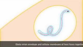 Ebola Replication [upl. by Adnocahs]