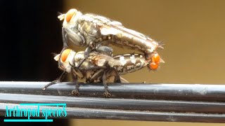 Insect Species  Flesh Fly  Flies are mating  Pt2 [upl. by Lavina979]