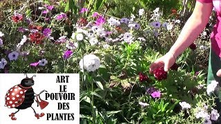 chaine de jardinage Œillet de poète Comment faire un semis Plantes vivaces méditerranéenne [upl. by Gilliam]