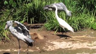 Shoebill Stork BillClattering [upl. by Teddi]