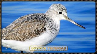 Πρασινοσκέλης Φωνή  Common greenshank call [upl. by Mavis]