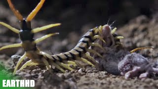 Grasshopper Mouse Fight Centipede Scorpion  EarthHD [upl. by Ardena509]