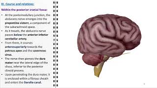 Abducens nerve [upl. by Jerrold354]