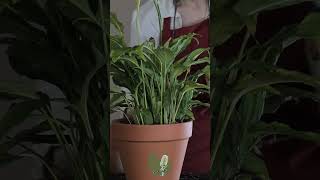 Fertilizing My Peace Lily Spathiphyllum  Relaxing ASMR Plant Care asmr spathiphyllum [upl. by Aidul]