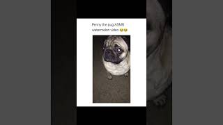 Dogs with 2 Brain Cells doglover dogvideos adorabledog funnydogs dogsworld dogphotography [upl. by Saref]