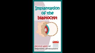 Second week of embryonic development  Blastocyst implantation Animated biology with Arpan shorts [upl. by Darrey242]