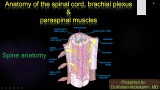 2Spinal cord  brachial plexus and paraspinal muscle [upl. by Semreh]