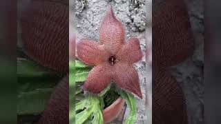 Linda Stapelia gigantea 🍃🍂🍃12102024 [upl. by Khanna]