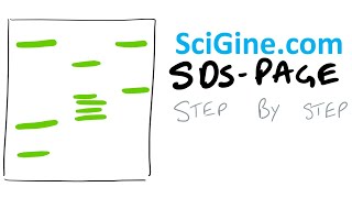 Easy SDS PAGE Gel Electrophoresis Protocol and Theory [upl. by Enaek]