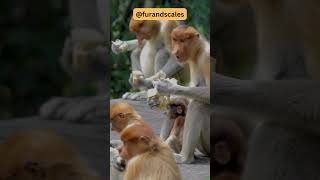 Proboscis Monkeys Unique Traits and Conservation [upl. by Olpe365]