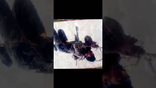 soldier ki duty hai aapne desh ke liya jaan indianarmy life army shortsvideo [upl. by Scheider231]