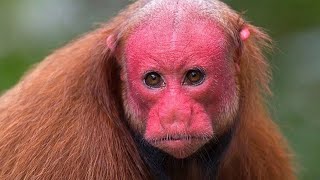 20 Strange Monkeys You Wont Believe Actually Exist [upl. by Sone182]