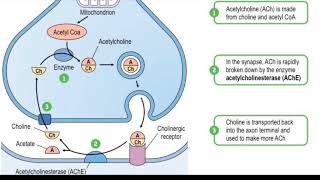 Acetylcholinesterase enzyme  biological function  regulation inhibition  Donepezil mechanism [upl. by Aime383]