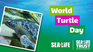 World Turtle Day [upl. by Leeth138]