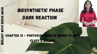 BIOSYNTHETIC PHASE  DARK REACTION CALVIN CYCLE  C3 PATHWAY  BIOLOGY NOTES  CLASS 11 [upl. by Mastic290]