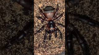 Cyclocosmia  Trapdoor Spider [upl. by Atekihs360]