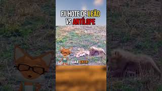 Filhote de leão vs filhote de antílope animals animaisselvagens leao antilope [upl. by Nalym]