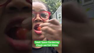 Eating from my Small Space Garden  Maryland Zone 7b gardening tomatoes mygarden happygardening [upl. by Cadal158]