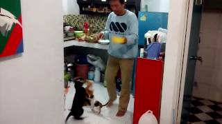 Cara mengajarkan kucing disiplin makan [upl. by Morrie]