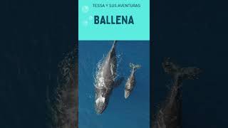 LAS BALLENA [upl. by Scevor418]