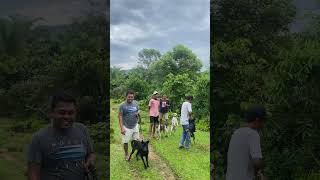 lokasi buruan indopura pesisir selatan boarhunting doghunter shortvideo huntingdog [upl. by Dobson9]