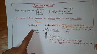 AUDITORY OSSICLES OF EAR EAR OSSICLES [upl. by Imeon]