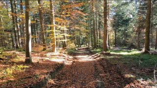 Bois de Monsoleil  Commune de MerleLeignec [upl. by Ardnek]