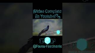 quotGrackles Conoce a estos Increíbles Supervivientesquot [upl. by Aitnahs]