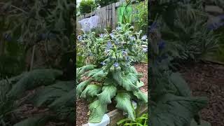 Grow Borage To Attract Bees 🐝 [upl. by Irwin254]