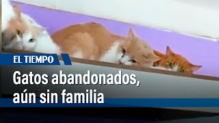 Gatos abandonados Chapicats siguen buscando quién los adopte  El Tiempo [upl. by Ennayhc]