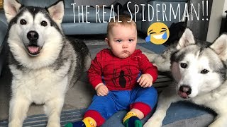 The “REAL” SpiderMan has 2 huskies [upl. by Ahsikin]