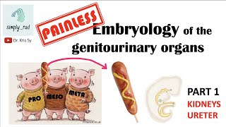 Painless Embryology of GU 13  kidneys and ureter [upl. by Desdamonna588]