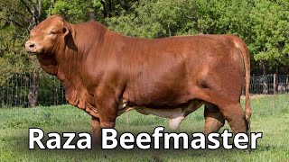 Raza de ganado bovino Beefmaster De Texas para el Mundo un regalo a los ganaderos [upl. by Yonit]