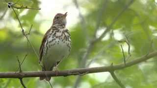 Wood Thrush singing [upl. by Cj113]