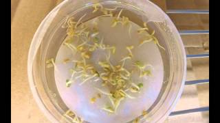 Medicago truncatula Seed Germination [upl. by Cassilda]