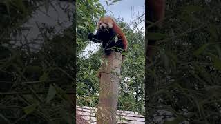 Red Panda Eating Bamboo at West Midlands Safari Park [upl. by Alarick]