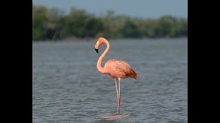 WILD AMERICAN FLAMINGOS IN FLORIDA [upl. by Schluter]