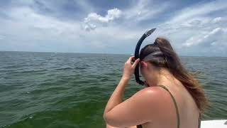 Scalloping in Pasco County FL [upl. by Ahaelam]