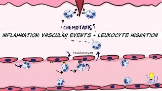 Inflammation Vascular events and leukocyte migration [upl. by Niobe]