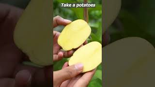 Grow Gauva Tree fast with These pro tips shortsvideo sarthi shortsviral [upl. by Finbar]