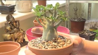 Saving two Adenium obesum plants with root rot  desert rose [upl. by Harifaz]