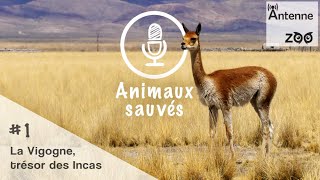 La Vigogne trésor des Incas  Animaux Sauvés 1 [upl. by Sou]