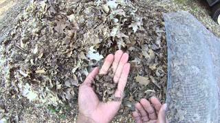 How to Make Leaf Mold Homemade Peat Moss [upl. by Chirlin]