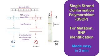 Single Strand Conformation Polymorphism SSCP [upl. by Eenobe411]