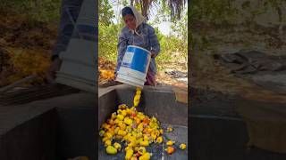 How to make cashew feni in India street food foodies streetfood shortsviral [upl. by Shelba]