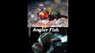 Mantis Shrimp vs Angler Fish debate 1v1 [upl. by Ortensia101]