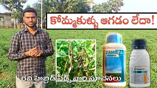 కోమ్మకుళ్ళు ఆగడం లేదాBest fungicides in chilli  Parusavedi [upl. by Jariv]